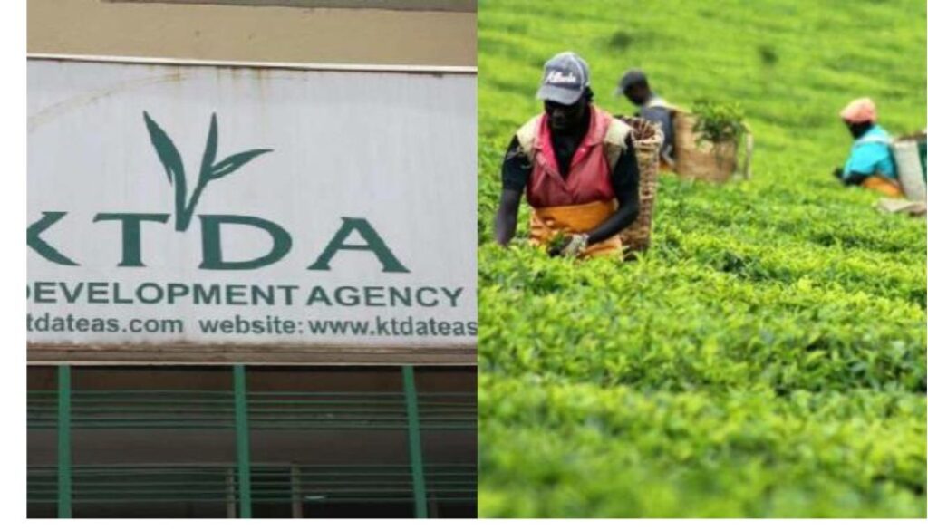 Kenya Tea Development Agency (KTDA) has announced the date for disbursing this year’s tea bonus payments to farmers.