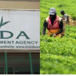 Kenya Tea Development Agency (KTDA) has announced the date for disbursing this year’s tea bonus payments to farmers.