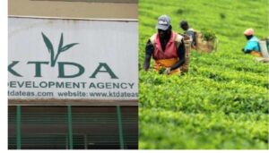 Kenya Tea Development Agency (KTDA) has announced the date for disbursing this year’s tea bonus payments to farmers.