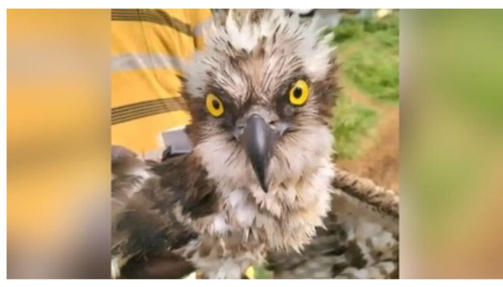 Kenya Wildlife Service confirms rescue of Russian Osprey bird found trapped in fishing Net in Siaya.