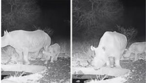 Critically endangered black Rhino born at Chyulu Hills National Park