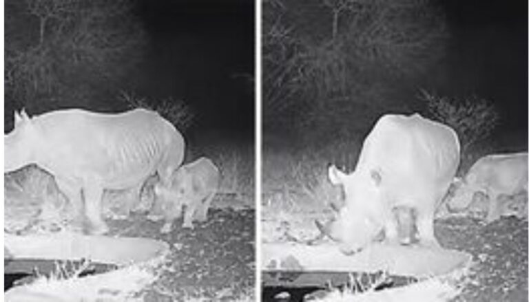 Critically endangered black Rhino born at Chyulu Hills National Park