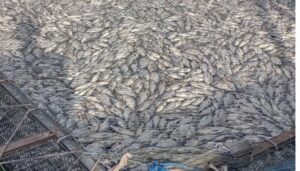 60% of market fish in Kisumu contaminated with E. Coli, according to the JOOTRH study.