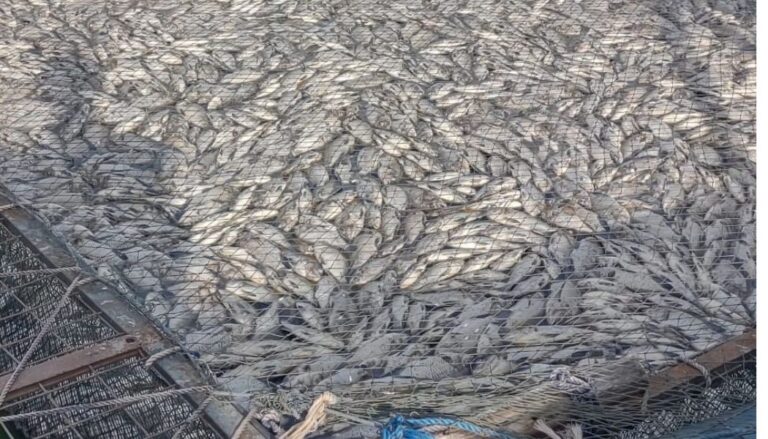 60% of market fish in Kisumu contaminated with E. Coli, according to the JOOTRH study.