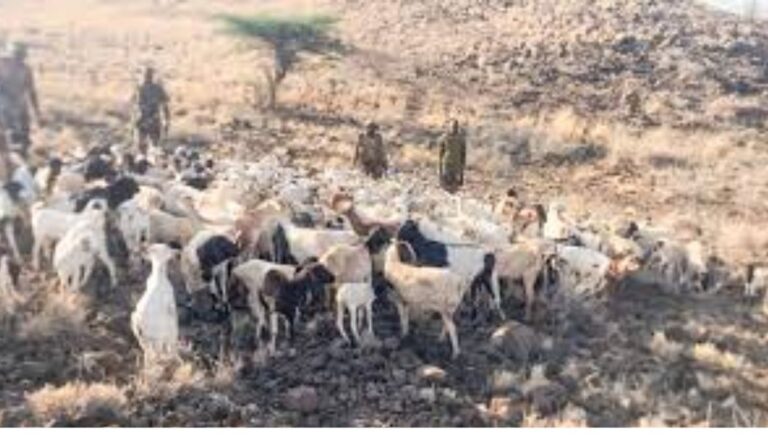 At least 7 people were killed, and hundreds of livestock stolen by suspected bandits in different parts of Meru on Friday