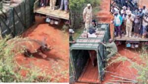 A light moment unfolded in Ngulia, Taita Taveta County, after a black rhino briefly charged toward President William Ruto during the launch of the Tsavo West Rhino Sanctuary