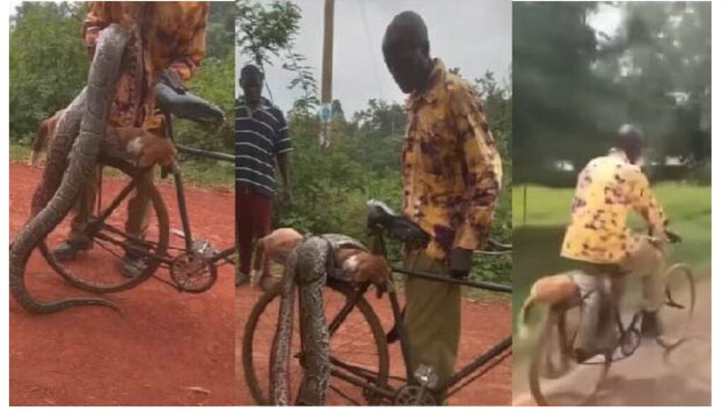 A man from Luoka village in Ugunja, who killed a python after it attacked and killed his dog, is set to receive compensation from the government.