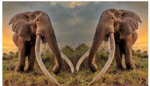 The Kenya Wildlife Service (KWS) has announced the death of an old elephant in the Amboseli National Park.