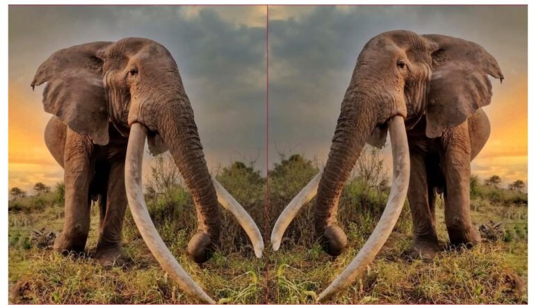 The Kenya Wildlife Service (KWS) has announced the death of an old elephant in the Amboseli National Park.