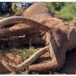 KWS announces plans to preserve Elephant Craig's body, died at 54