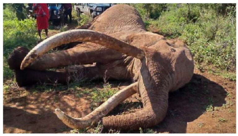 KWS announces plans to preserve Elephant Craig's body, died at 54