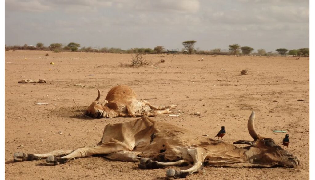 Mutahi Kagwe, has issued a warning of an impending drought, calling for urgent preparedness measures to protect both human and animal populations.