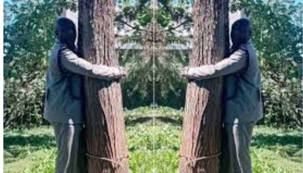 OCS referred to hospital after attempting tree-hugging challenge