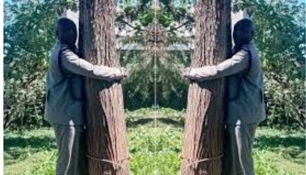 Tree Ocs OCS referred to hospital after attempting tree-hugging challenge ...