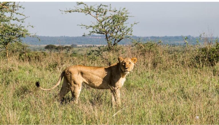 The Kenya Wildlife Service (KWS) has issued a public advisory after two lionesses were reportedly seen outside Nairobi National Park.