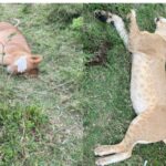 Two Tanzanians wanted in suspected poisoning of six lions in Amboseli, Kenya