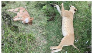 Two Tanzanians wanted in suspected poisoning of six lions in Amboseli, Kenya