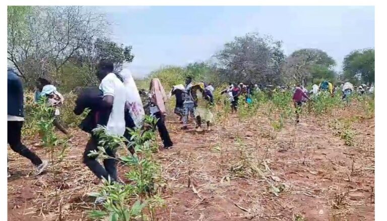 Bees attack mourners, disrupt burial ceremony in Makueni