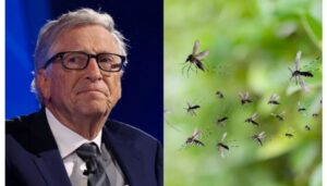 Bill and Melinda Gates Foundation has dismissed claims circulating on social media alleging that it is involved in releasing mosquitoes in Kenya