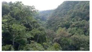 The Kenya Forest Service (KFS) has announced that it has begun the mass logging of trees in government forests in Machakos County.