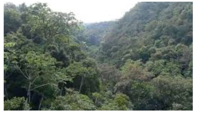 The Kenya Forest Service (KFS) has announced that it has begun the mass logging of trees in government forests in Machakos County.