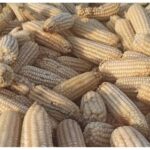 Government sets new maize seed prices
