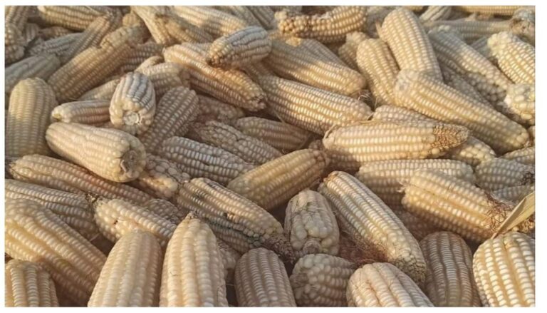 Government sets new maize seed prices
