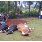 A farmer in Nyamira loses Sh1.2 million stock after 9 dairy cows poisoned