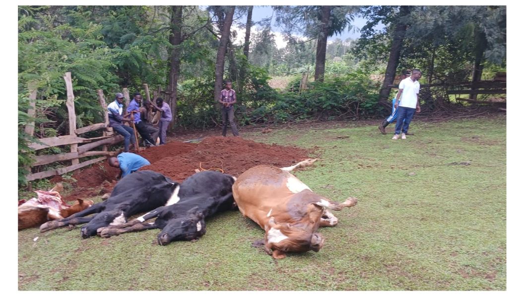 A farmer in Nyamira loses Sh1.2 million stock after 9 dairy cows poisoned