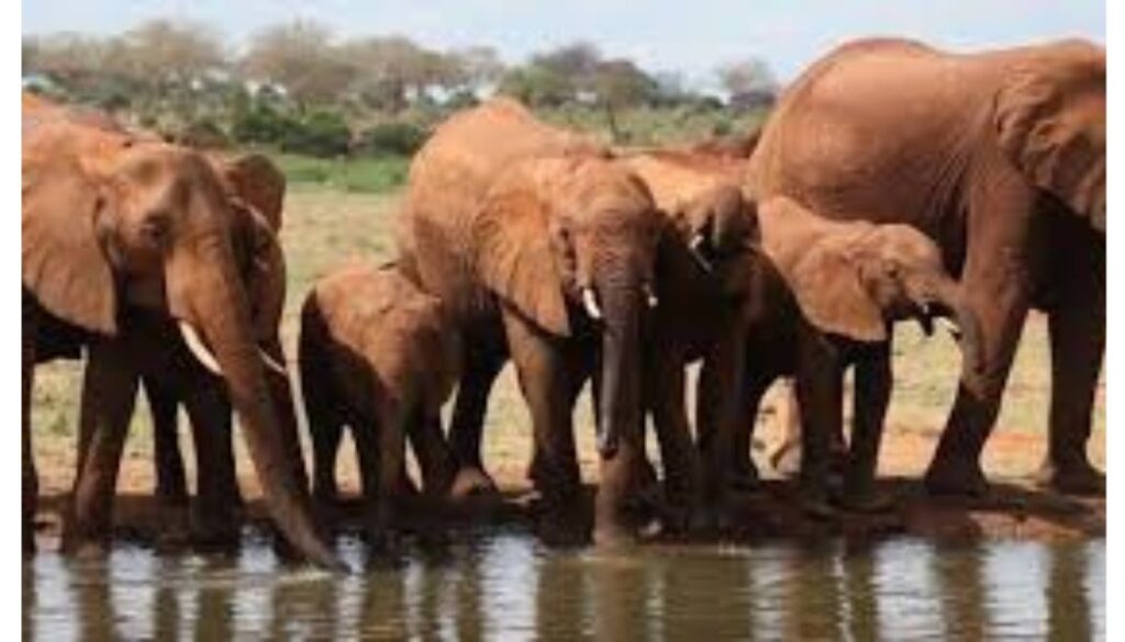 State Department for Wildlife on spot over Ksh300 million consultancy fee