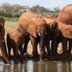 State Department for Wildlife on spot over Ksh300 million consultancy fee